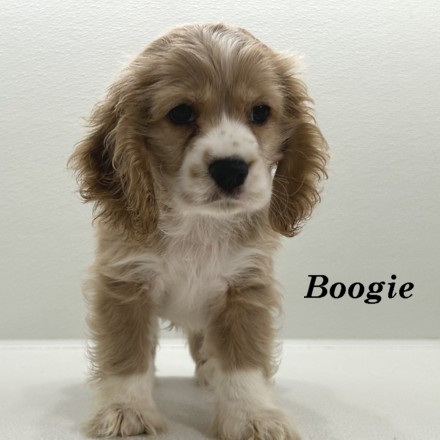 puppy, for, sale, Cocker Spaniel, Joe & Cherri  Overlease, dog, breeder, Miller, MO, dog-breeder, puppy-for-sale, forsale, nearby, find, puppyfind, locator, puppylocator, aca